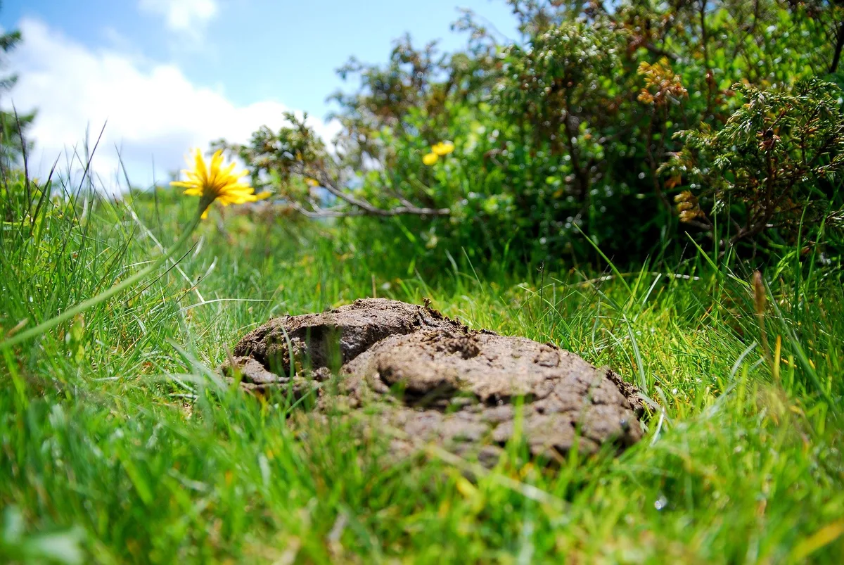 cow-dung-g6d62644d5_1920 Pro Natura sagt Ja zur Massentierhaltungs-Initiative