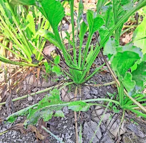 Der letztjährige starke Cercospora-Druck sorgte vielerorts für grosse Schäden. Das Fungizid Propulse soll nun Abhilfe schaffen.