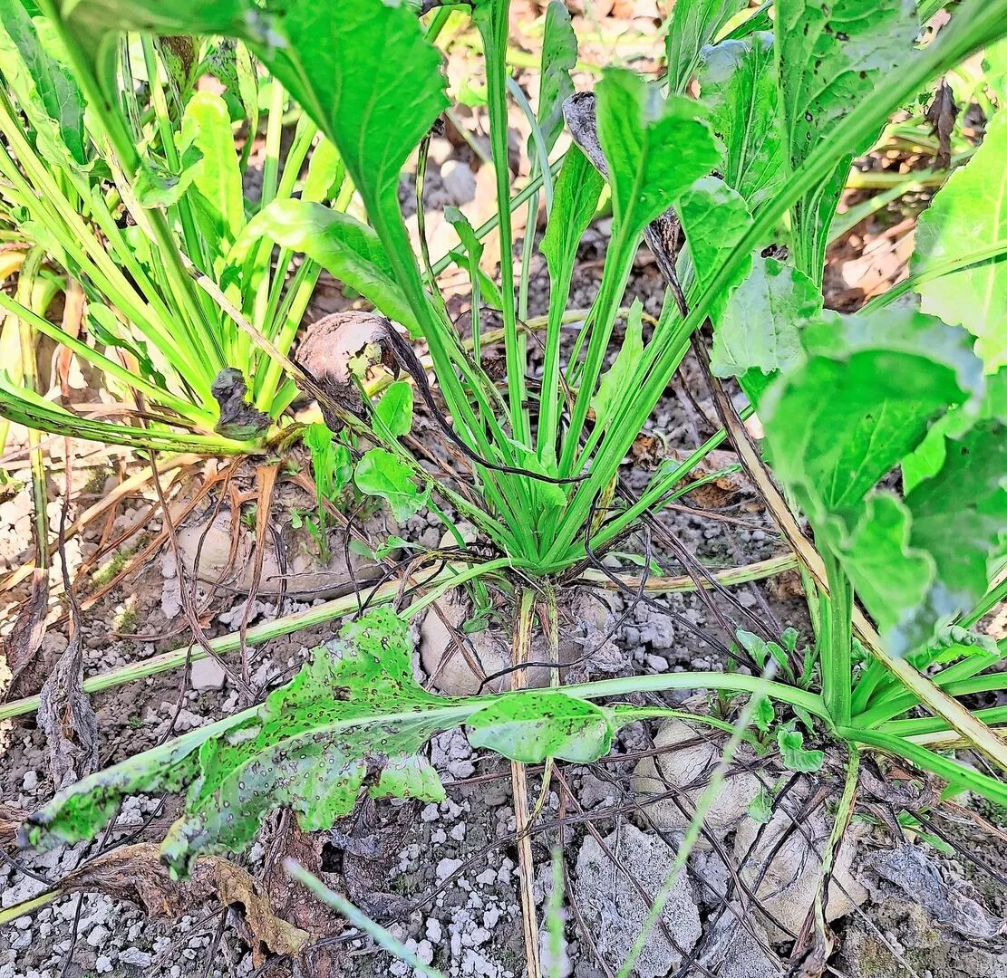 Der letztjährige starke Cercospora-Druck sorgte vielerorts für grosse Schäden. Das Fungizid Propulse soll nun Abhilfe schaffen.