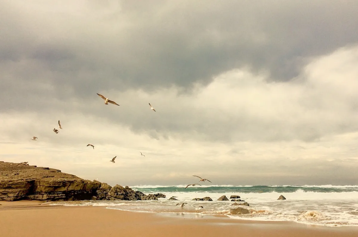 d6007ea5163c2352ef68f9125691f620e244fff0 Nach heftigen Regenfällen wurde im australischen Bundesstaat New South Wales eine Kuh an einen Strand gespült. (Symbolbild Pixabay)