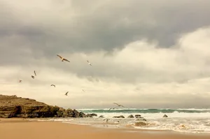 Nach heftigen Regenfällen wurde im australischen Bundesstaat New South Wales eine Kuh an einen Strand gespült. (Symbolbild Pixabay)