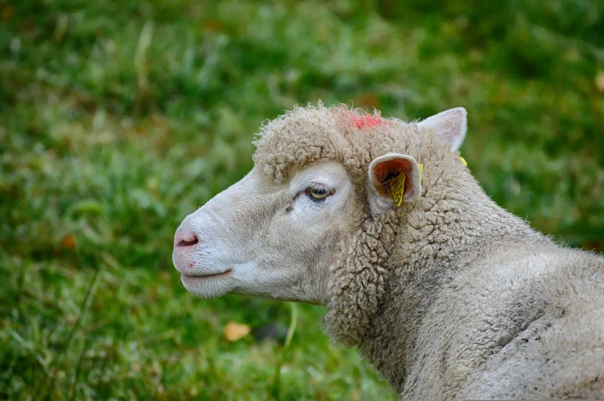 schaf_alexa Ein Merkblatt zeigt, wie QM-Schweizer Fleisch für Hobby-Schafhalter geht