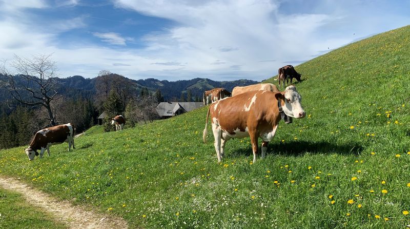 Extremes Jahr 2021 sorgt in der Schweiz für durchwegs tiefe Ernten