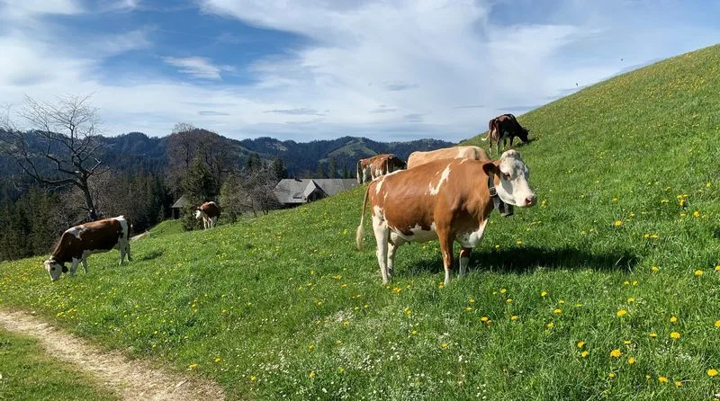 csm_kuehe-ried-trub-02_rh_89f045c248 Extremes Jahr 2021 sorgt in der Schweiz für durchwegs tiefe Ernten