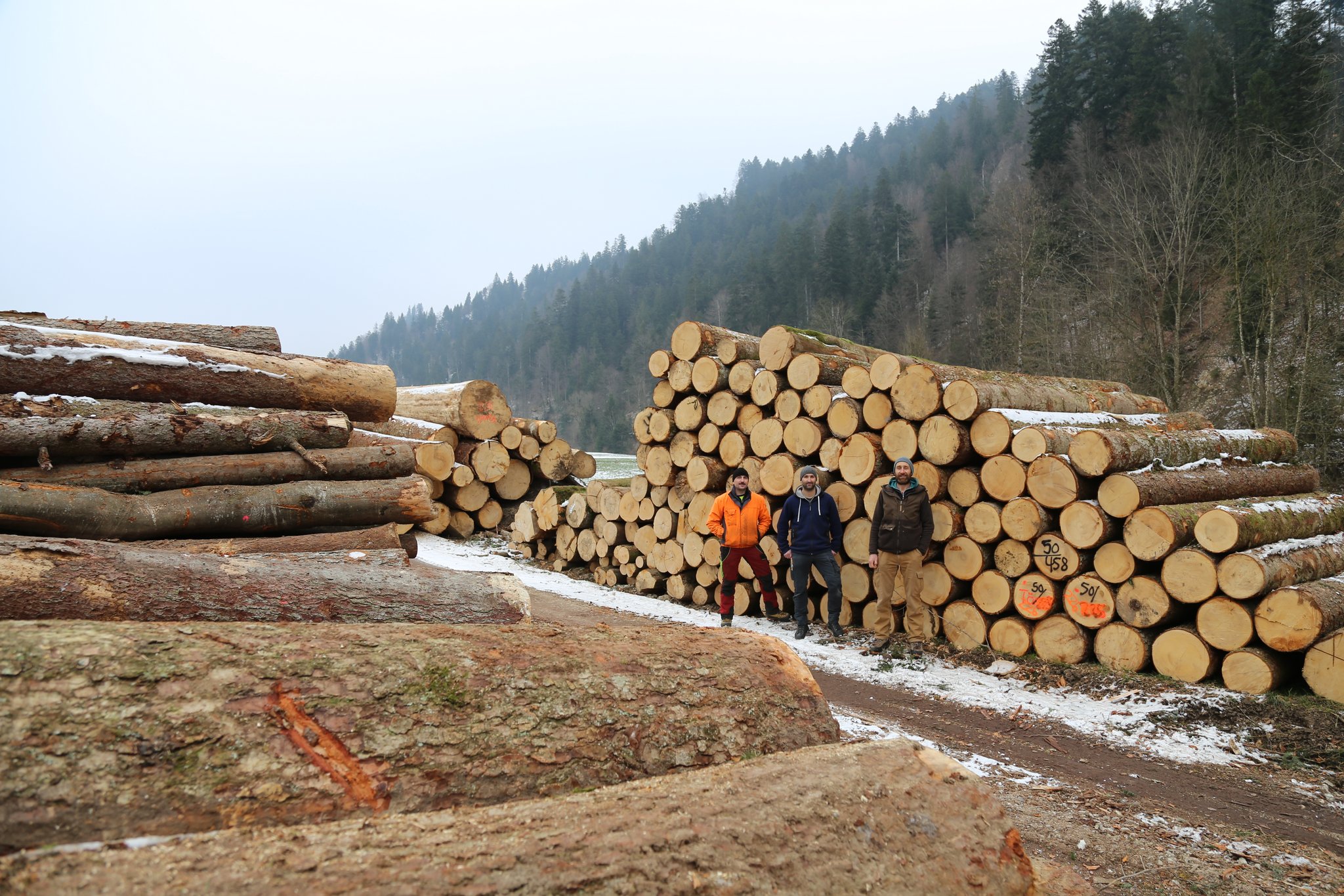 Baustoff Holz: «Alles andere ist ein Verbrechen gegen die Nachhaltigkeit»