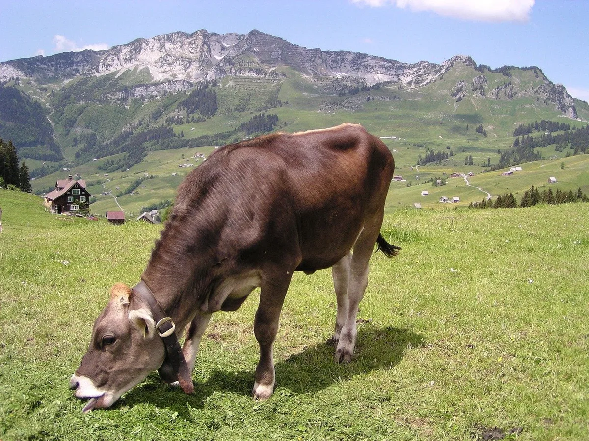 kuh_weide_monika_Flach Milchproduktion: Wer rechnet, der weidet