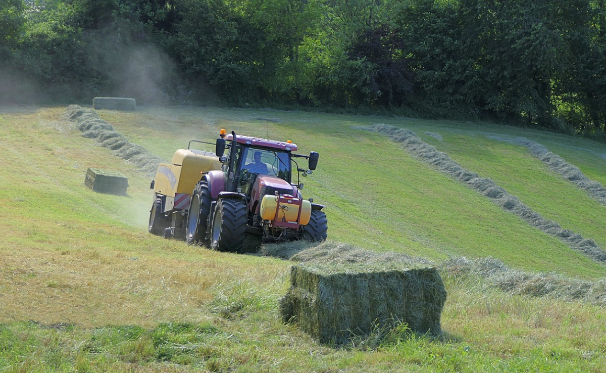 IG Anbindestall: SBV sagt wegen Grossbetrieben ja zum Klimaschutz-Gesetz
