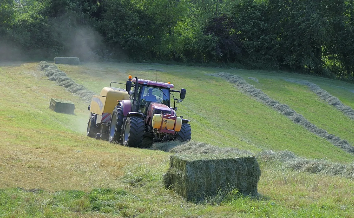 IG Anbindestall: SBV sagt wegen Grossbetrieben ja zum Klimaschutz-Gesetz