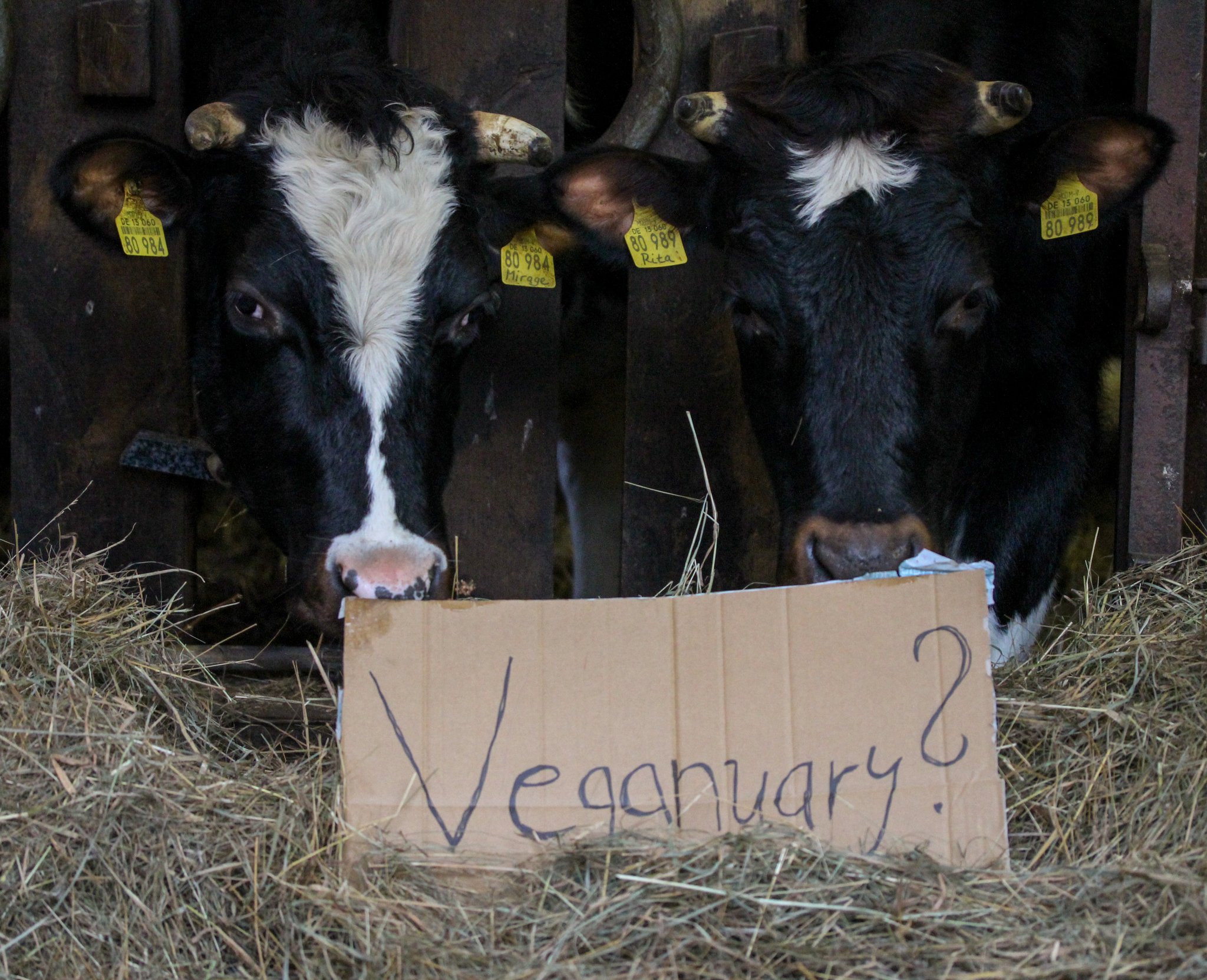 «Durch Verzicht verändert man nichts» – Gedanken einer Junglandwirtin zum Veganuary