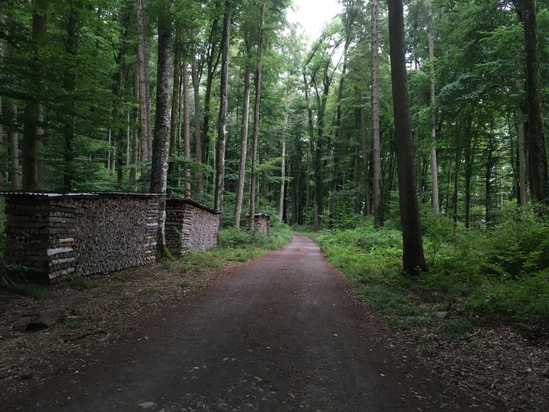 Die Waldeigentümer sind bereit, die Klimaschutzleistungen des Schweizer Waldes mit einer nachhaltigen Bewirtschaftung langfristig sicherzustellen. (Symbolbild BauZ)