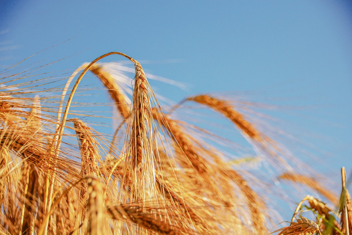 2020 war ein gutes Jahr für die Wintergerste. Dies zeigten auch die Sortenversuche von Swiss Granum und Agroscope, die neue Sorten auf Ertrag und Qualität untersuchten. (Bild BauZ)