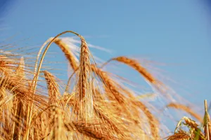 2020 war ein gutes Jahr für die Wintergerste. Dies zeigten auch die Sortenversuche von Swiss Granum und Agroscope, die neue Sorten auf Ertrag und Qualität untersuchten. (Bild BauZ)