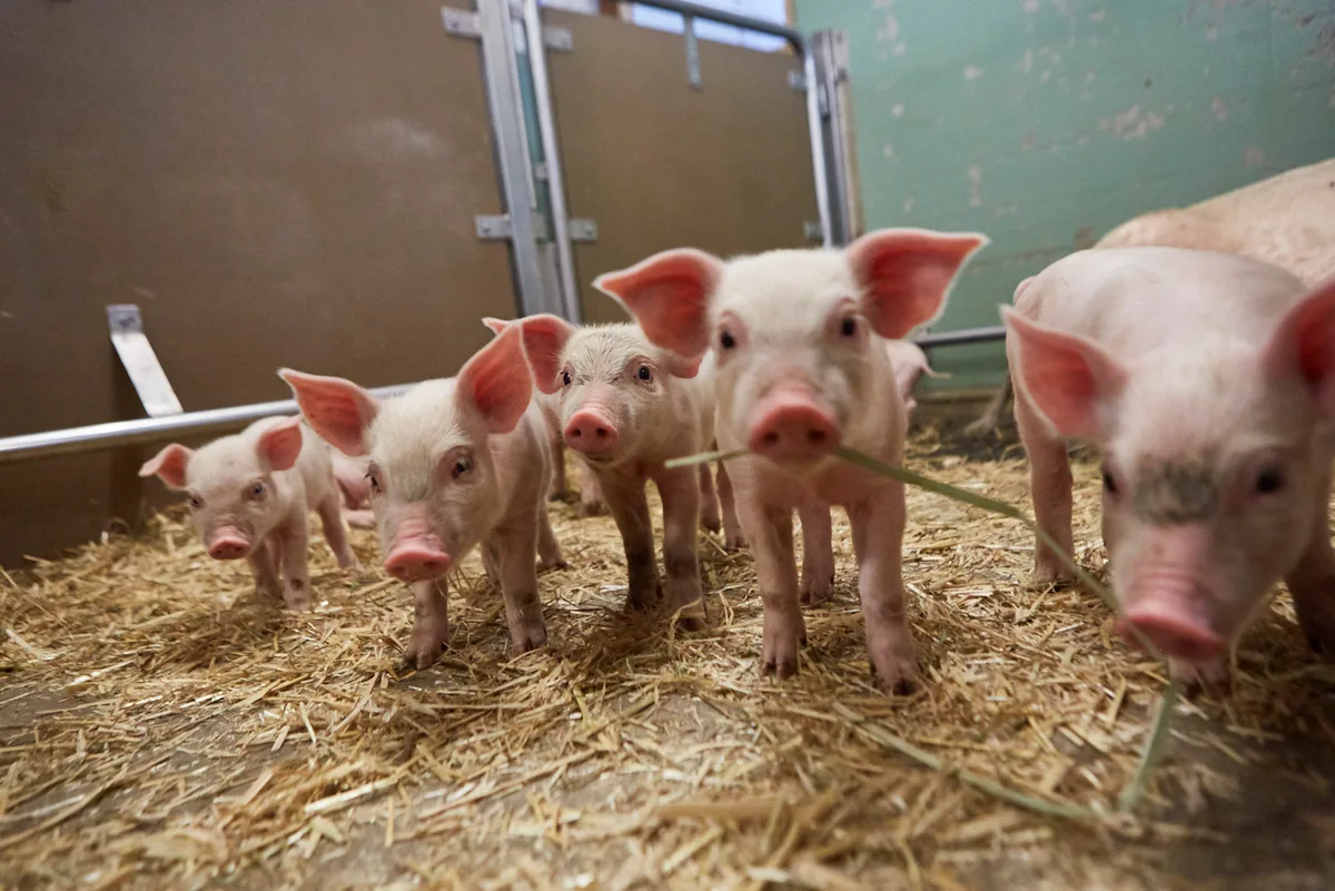 64a36d5e069e89e2b613b0644fdc2d0368b6a2a8 In Zusammenarbeit mit dem Schweizer Tierschutz lanciert Lidl ein Label für noch mehr Tierwohl in der Schweinehaltung. (Bild zVg)