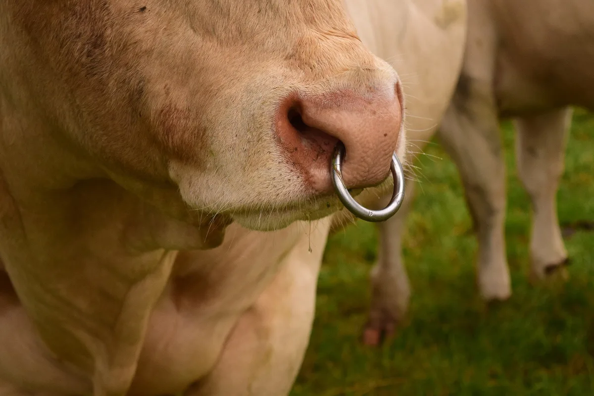 nasenring-stier Kein Verfahren gegen Andreas Aebi wegen Nasenring