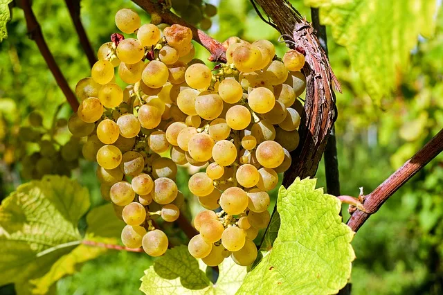 d010b6042138b51d65c8cc13ca109883e85a4475 Globale Weinproduktion auf sehr hohem Niveau