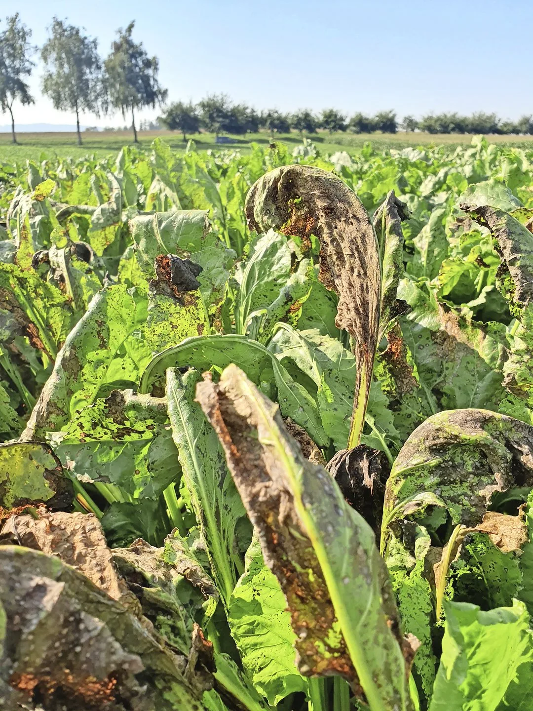 DG07_PB1_Aufmacher Ein starker Cercospora-Befall kann Zuckerertragsverluste von bis zu 50 Prozent verursachen, aufgrund vom «zuckerfressenden» Wiederaustrieb der Blätter.