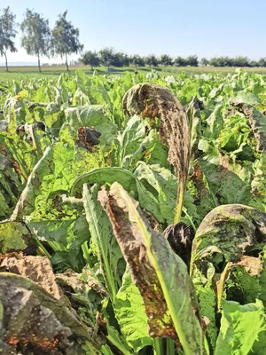 Ein starker Cercospora-Befall kann Zuckerertragsverluste von bis zu 50 Prozent verursachen, aufgrund vom «zuckerfressenden» Wiederaustrieb der Blätter.