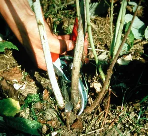 Tragruten von Sommerhimbeeren vertrocknen nach der Ernte, sie werden bodeneben herausgeschnitten.
