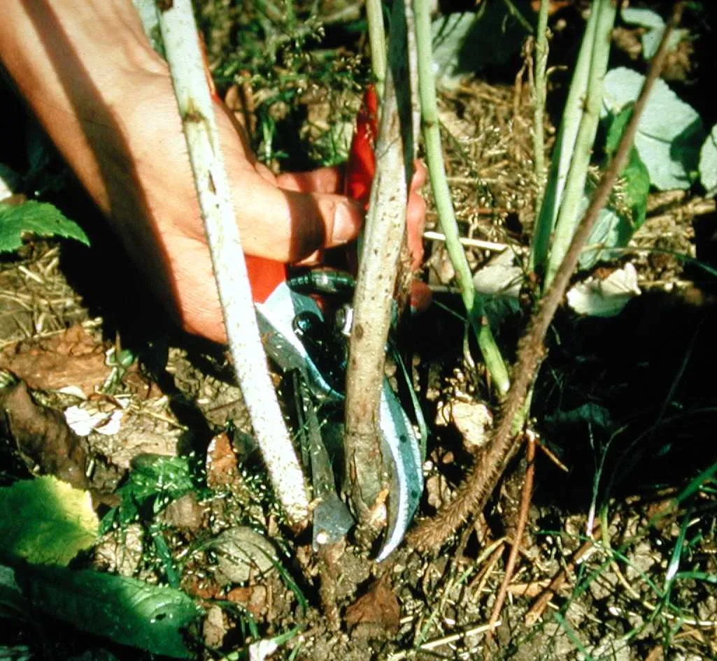 20240719_HimbTragruten_schneiden Die Strauchbeeren-Ernte ist in vollem Gange