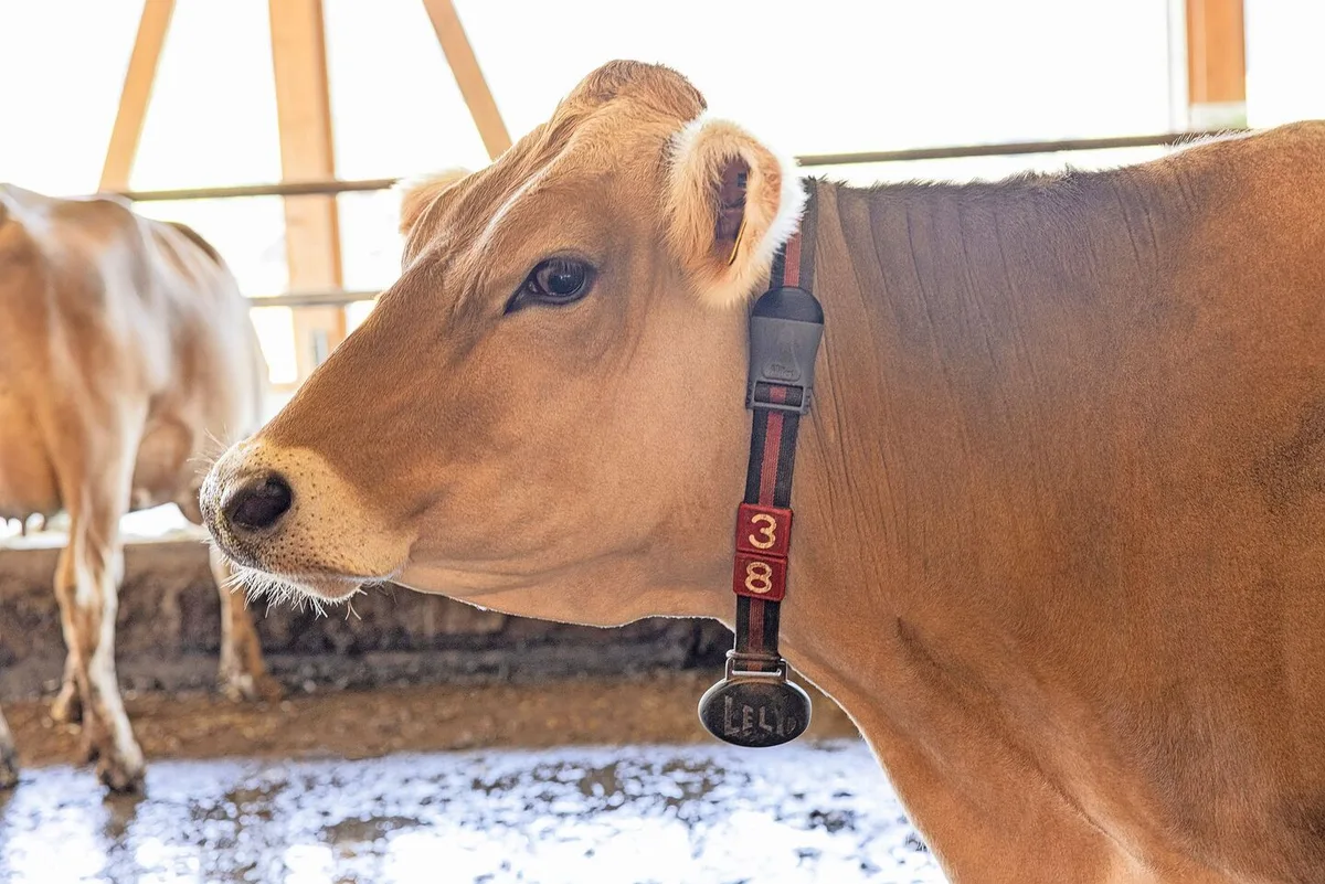 8a2fde9a848c5aae29214e7855abbdeaaa01129b73d46cb6e155a657b815720b Der am Halsband angebrachte HR-LDn-Responder von Lely misst kontinuierlich Gesundheitsdaten und warnt frühzeitig vor einer Erkrankung.