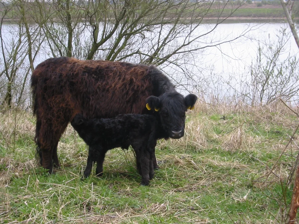 b352b58da9ba461f232ac41e839b865c073c8c45 Eine Galloway-Kuh mit Kalb auf der Weide. (Symbolbild GerardM)