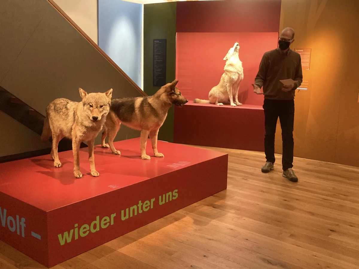 99fdcaf4506b4e8985d9716bcd3c3d318b1de084 Museumsdirektor Hannes Geisser zeigt die neue Ausstellung «Wolf - wieder unter uns». Im Vordergrund zwei Präparate: links ein Wolf, rechts ein Schäferhund. (Bilder Alexandra Stückelberger)