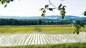 In der Gemeinde im Berner Seeland wird heuer Nassreis angebaut und mit Grundwasser geflutet. Das Projekt fördert die Artenvielfalt und ist Teil einer Agroscope-Studie.