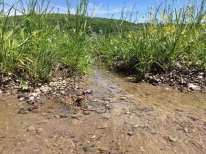 Probleme mit der Trinkwasserqualität sind aus Sicht des 3x-Ja-Komitees nur einer der Hinweise darauf, dass sich die Schweizer Landwirtschaft nicht in die richtige Richtung entwickelt. (Bild jsc)