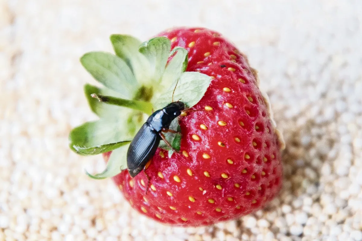 34cb5b60fe023f83e8be8be1b5097a1ac96b46bd Der Erdbeersamenlaufkäfer sorgt für Schäden, indem er nachts die Samen der Erdbeeren frisst. (Bild Agroscope)