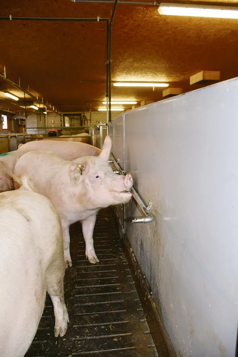 69f133f94239998aca54d097126183ccecb1ffd5 Gruppe mit tragenden Sauen: Sie brauchen täglich 10 bis 15 Liter Wasser in bester Qualität.(Bild Suisag)
