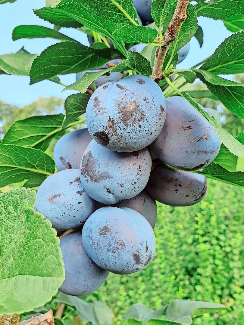 Zwetschgen am Baum. Auch diese Früchte müssen wegen zunehmenden Krankheiten immer mehr geschützt werden. Das verteuert die Produktion.