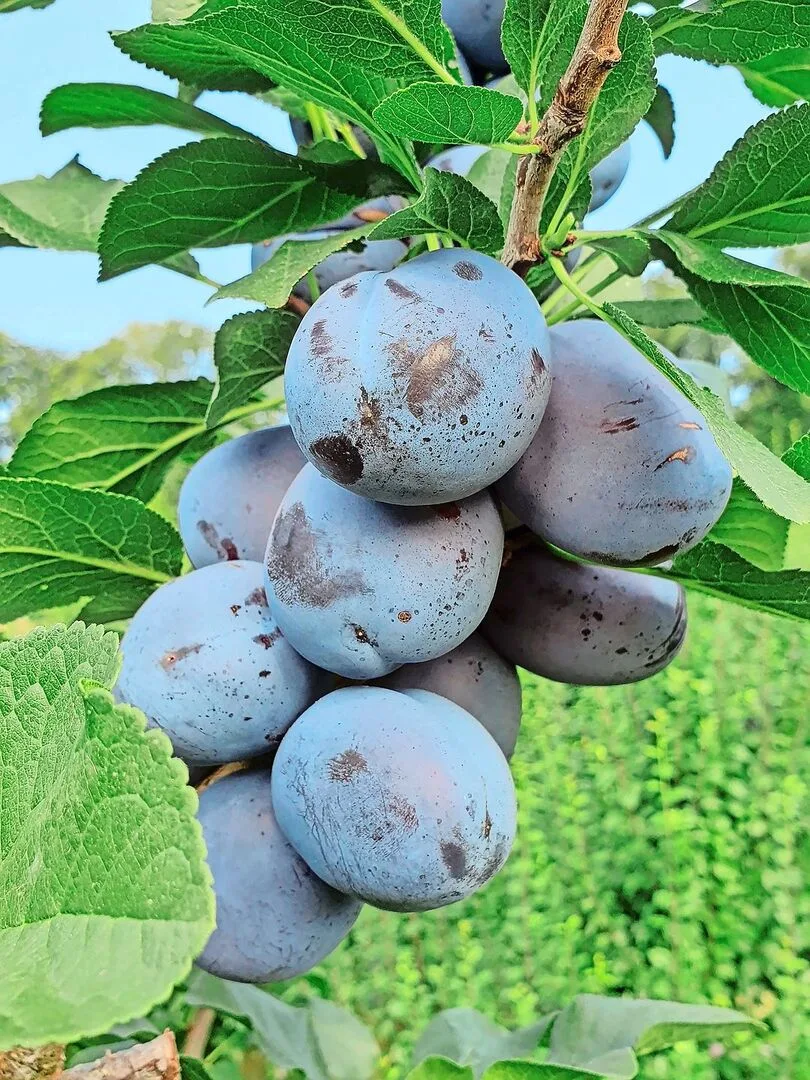 Zwetschgen am Baum. Auch diese Früchte müssen wegen zunehmenden Krankheiten immer mehr geschützt werden. Das verteuert die Produktion.