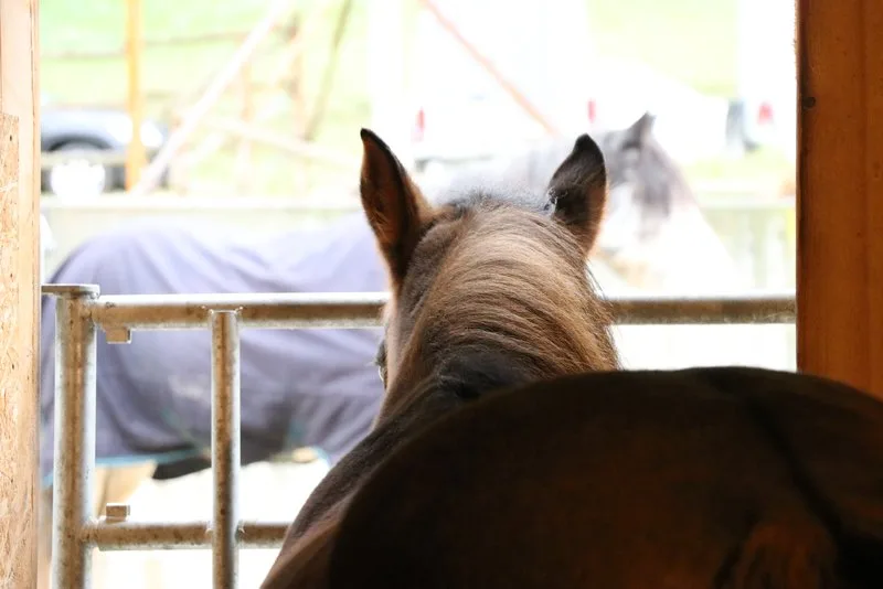 22c5c06596840eb5490b5f7387759d7c8f5e347d "Die Pferdehalter sollten ihre Tiere gut beobachten und die Polizei bei Verdacht informieren", so die Polizei. (Symbolbild Ruth Aerni)