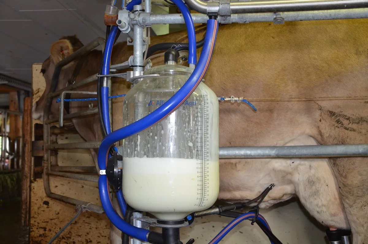 Eine braune Kuh steht im Melkstand. Im Vordergrund zu sehen ist das Glas, das sich mit Milch füllt.