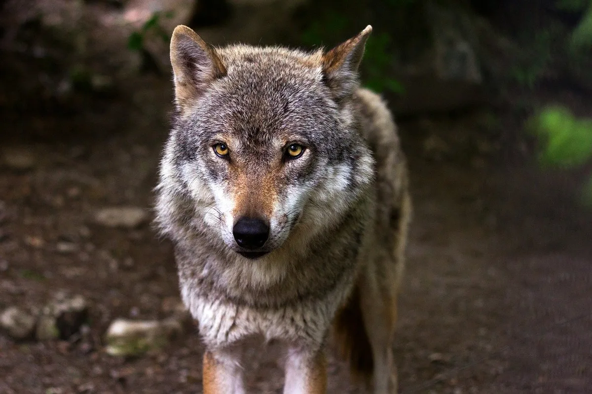 wolf-ge0a5b307b_1280 Familie Wolf - gefährliche Nachbarn?