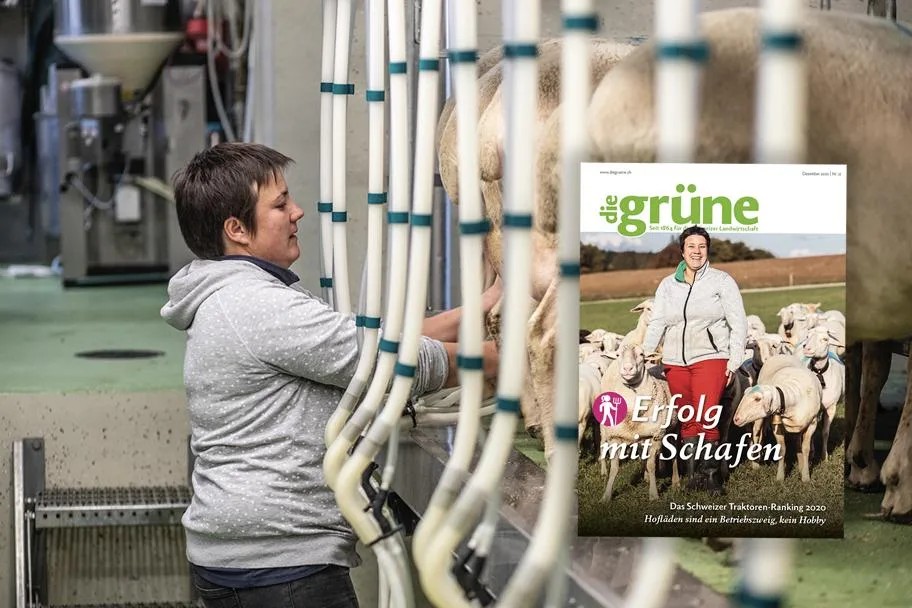 61ed960679b37ab5f31e2c7f2bcf4df851cb25fc Das Dezember Heft von «die grüne» bespricht unter anderem die Themen Milchschaf, Melkroboter und Weihnachtsbäume. (Bild DG)