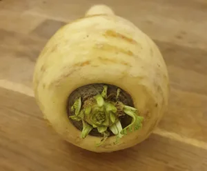 Die Pastinake lässt sich leicht mit der Petersilienwurzel verwechseln. Sie werden auch oft für dieselben Gerichte eingesetzt. (Bild ji)