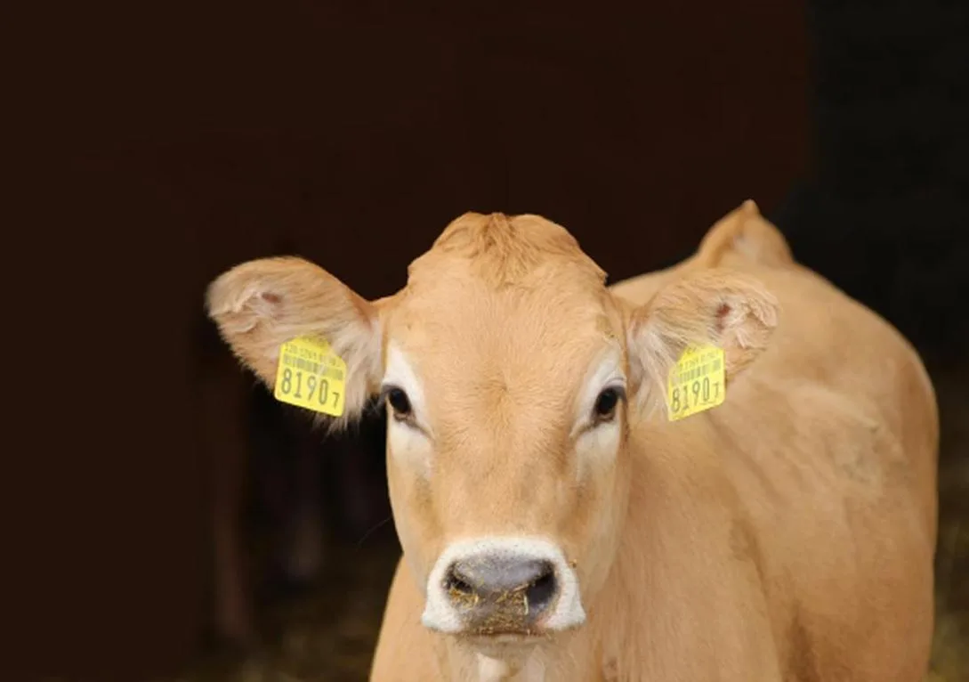 900f0ef60a00e122d8c608350d7e68338c7348d5 Auf tiefem Preisniveau ist der Kälbermarkt ausgeglichen. Für weitere Einlagerungen von Kalbfleisch fehlt das Geld. Pfingsten vom 9. Juni sollte die Nachfrage erneut beleben. (Bild kgd-ssv.ch)