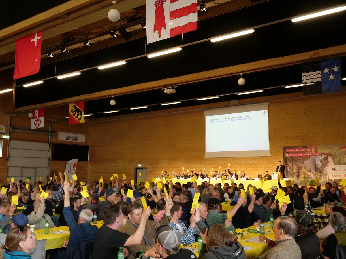 P1299717 Mutterkuh Schweiz: Minderheit blockiert Fusion mit IG Bio Weide-Beef