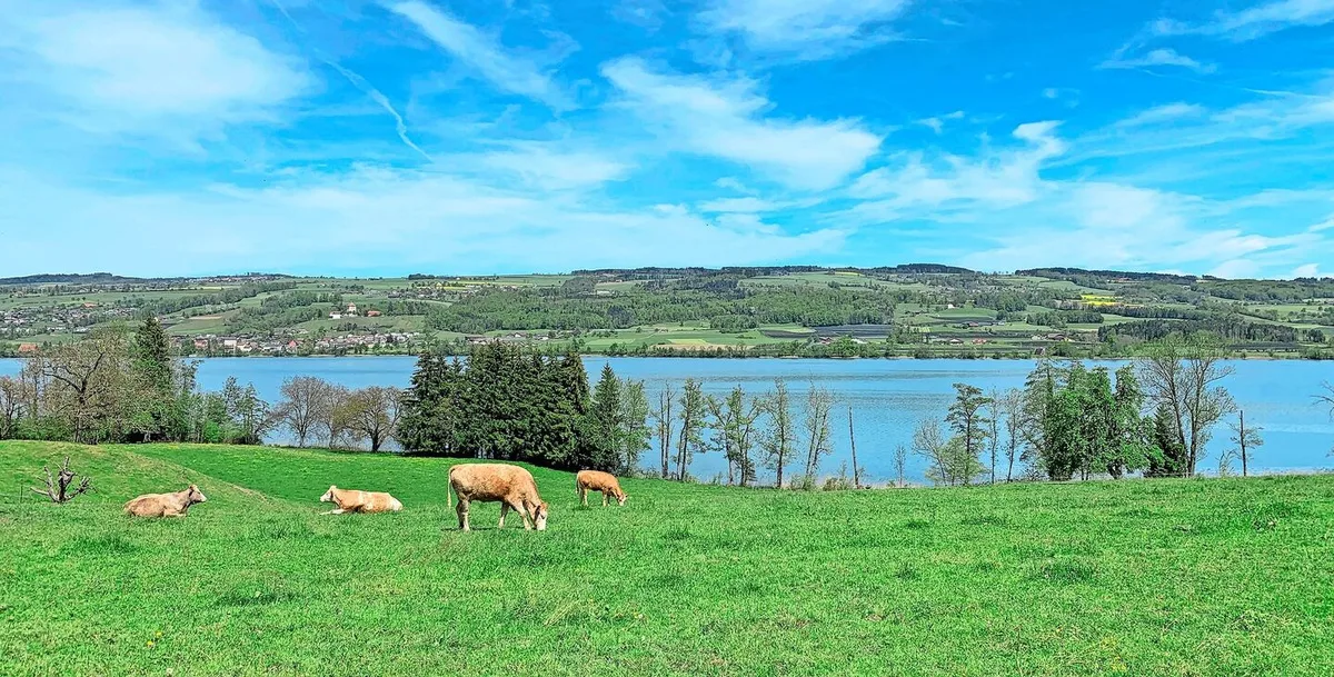 Weidende Kühe am Baldeggersee. Luzerner Kantonsräte wehren sich gegen die Sündenbockrolle der Landwirtschaft beim Gewässerschutz und fordern, dass auch andere Quellen für Einträge näher untersucht werden.