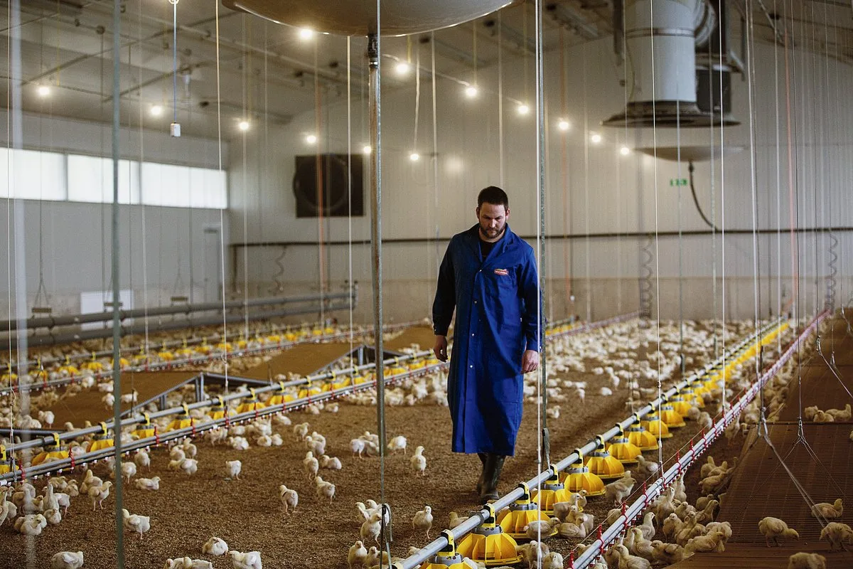 c26caa370722378f7acc3b32eb69e8adb2d85462 Die Pouletmast war für Mathias Leuenberger Neuland: «Die einzigen Hühner, die es bislang auf dem Betrieb gegeben hatte, waren die der Grosseltern gewesen. In einem typischen Hinterhof-Hühnerstall», sagt der junge Landwirt. Bild: Pia Neuenschwander