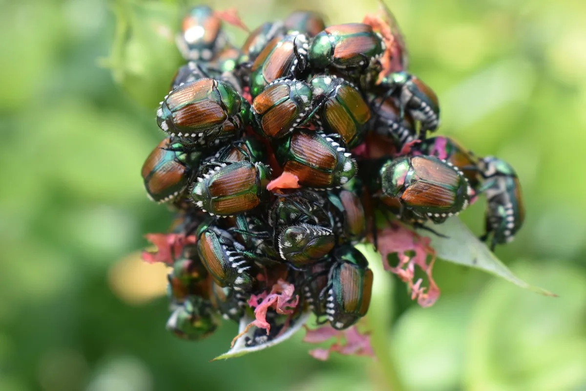 beetle-4459767_1280 Mehr Geld gegen Schädlinge und für den Herdenschutz