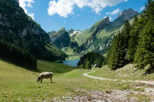 Im Sommer 2020 kam es laut BUL trotz erhöhter Nutzung der Wanderwege nicht zu mehr Unfällen mit Rinderherden. (Bild unsplash)