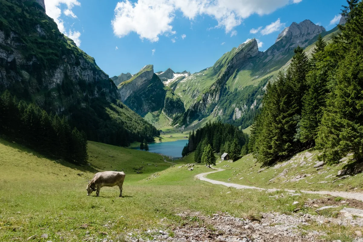 Im Sommer 2020 kam es laut BUL trotz erhöhter Nutzung der Wanderwege nicht zu mehr Unfällen mit Rinderherden. (Bild unsplash)