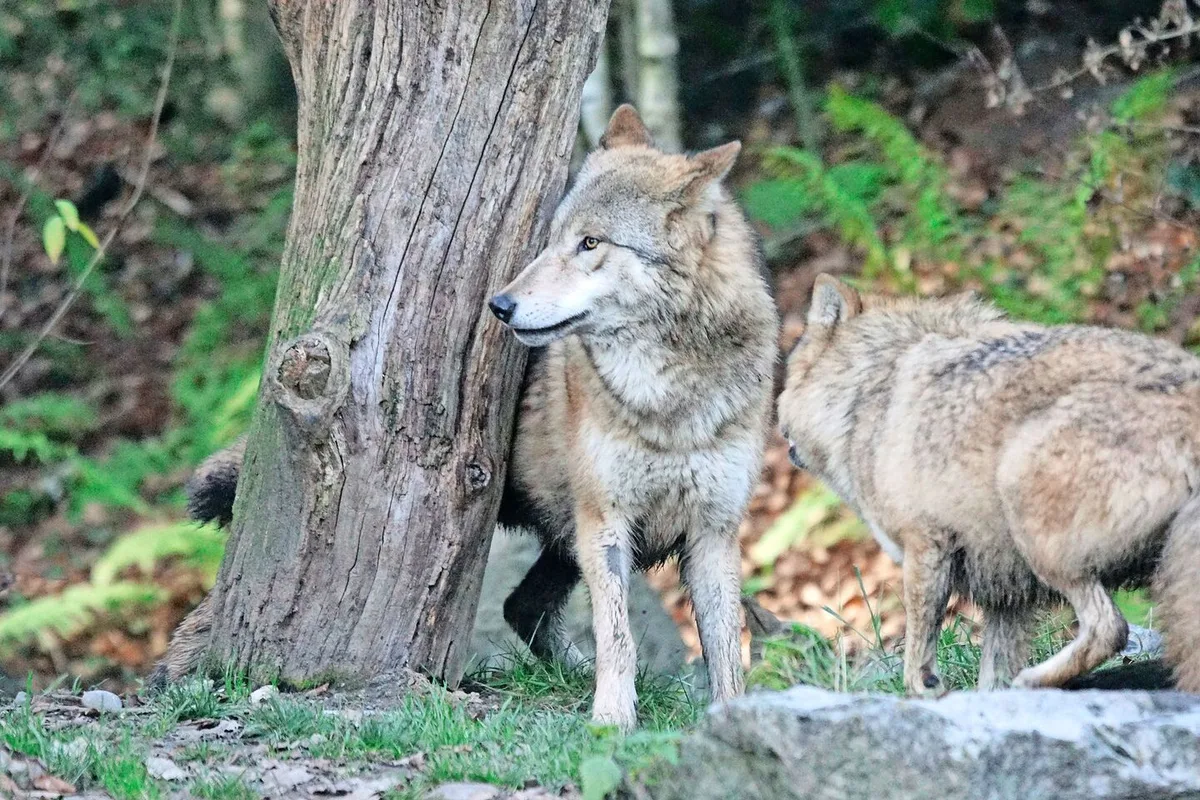 Zur Regulierung sollen meist Jungwölfe geschossen werden – zwecks Lerneffekt im Beisein anderer Rudelmitglieder.