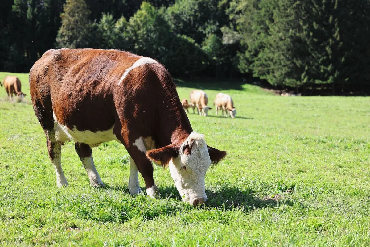 b85db7f65c971f0dad39868aa5e5741a093d2a2f19dc0485b180a09c473e3db9 Die Simmentaler Kühe der Familie Fritz müssen gerne und viel Raufutter fressen. Ergänzend wird nicht viel zugefüttert. Die Kühe geben trotzdem viel Milch. Mit den Tageszunahmen der Kälber sind die Züchter sehr zufrieden – was auch ein gutes Zeugnis für die Mutterkuh ist.