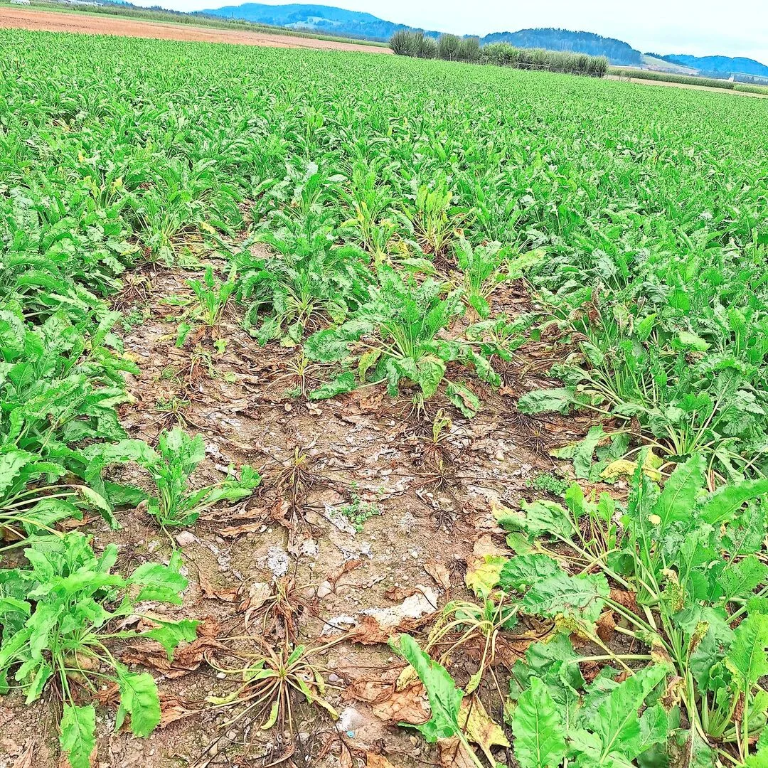 Rhizoctonia tritt meistens nesterweise im Zuckerrübenbestand auf. Bei massivem Befall sollten diese Nester bei der Ernte umfahren werden