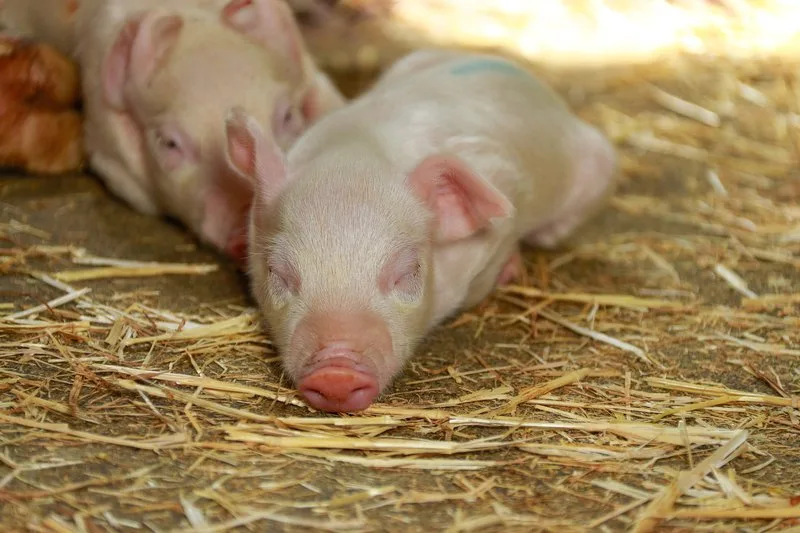 3b50f7aa5966bce9ed4d356c25cd32c2d53294a9 Nach der Trennung von der Mutter sind Ferkel anfällig auf Krankheitserreger. Angepasste Fütterung kann helfen, (Bild BauZ)
