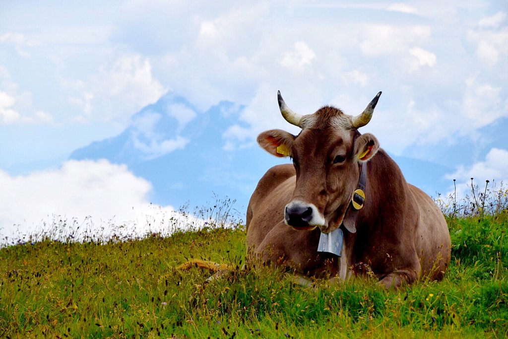Eine behornte braune Kuh liegt auf einer Alpweide.