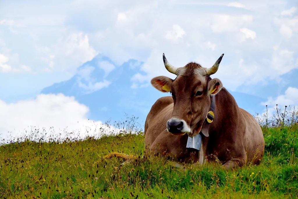 Eine behornte braune Kuh liegt auf einer Alpweide.